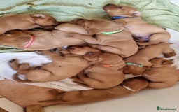 Labrador Retriever dogs for sale: Fox red labrador pups for sale - Image 16