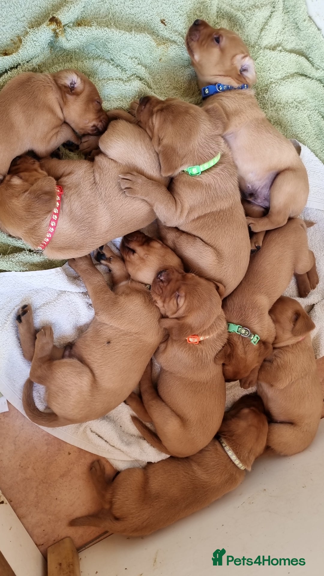 Labrador Retriever dogs for sale: Fox red labrador pups for sale - Image 16