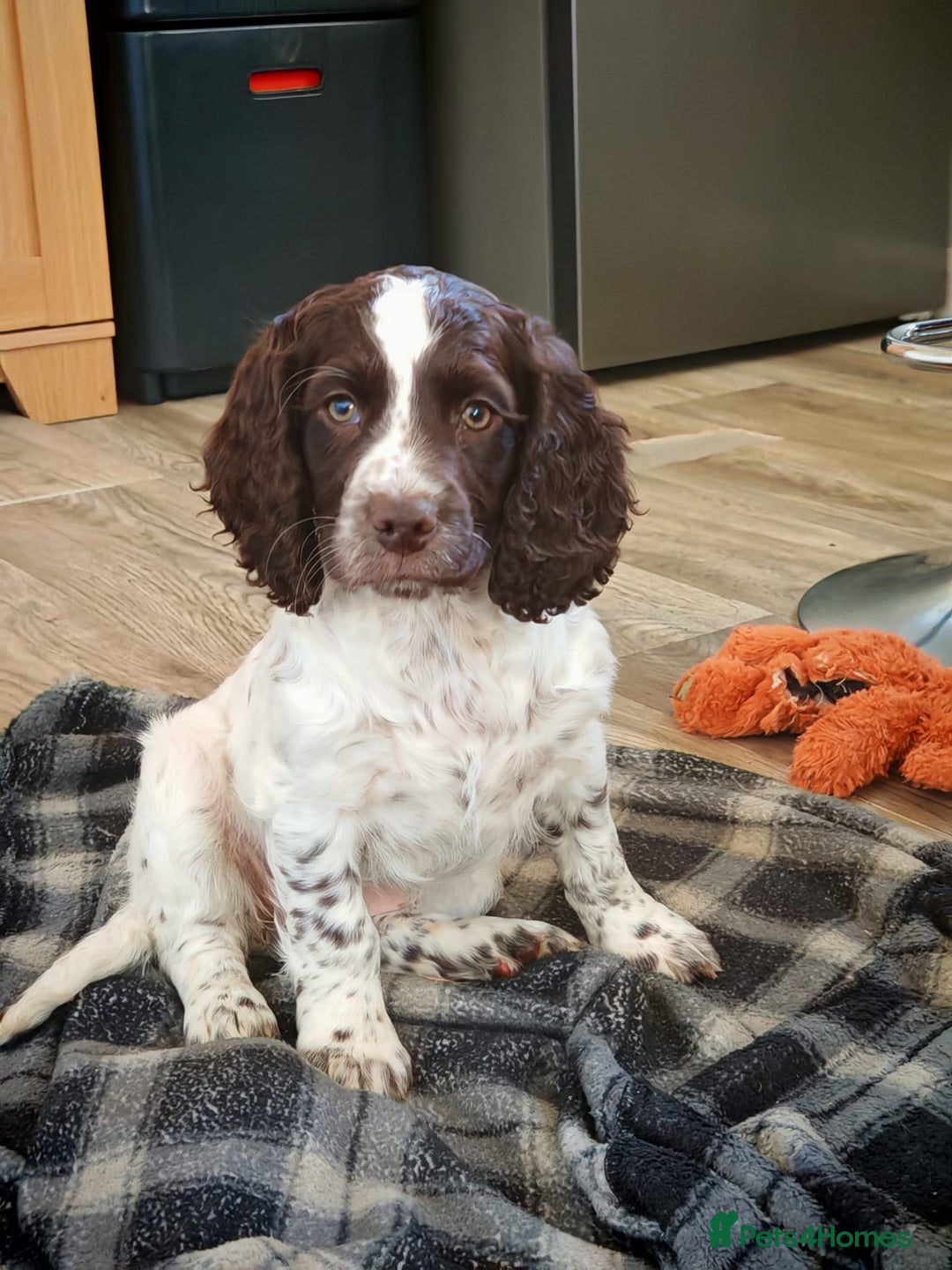 Cocker Spaniel dogs for sale: Cocker spaniel pups - Advert 4