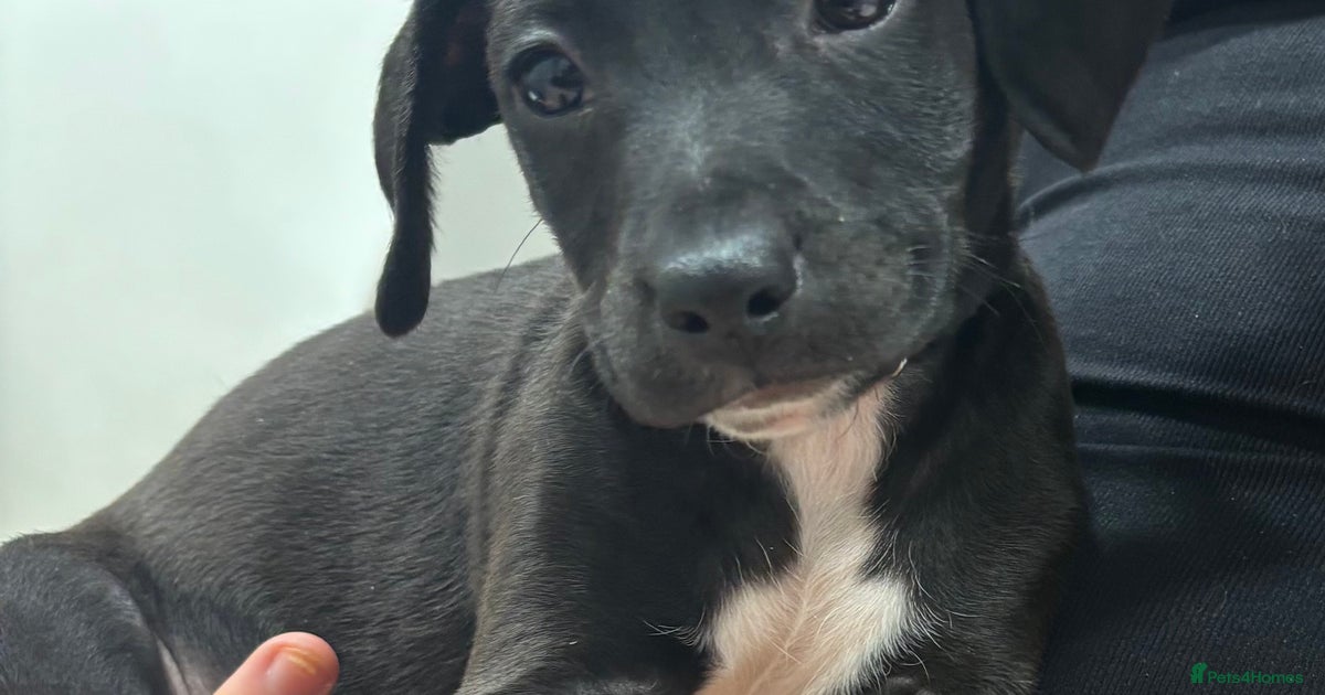 Cockapoo cross bull terrier puppy ready now. for sale in Aldershot ...