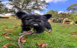 French Bulldog dogs for sale: FLUFFY FRENCHIE 🧸 YORKSHIRE'S RAREST LONG-HAIRED - Image 3