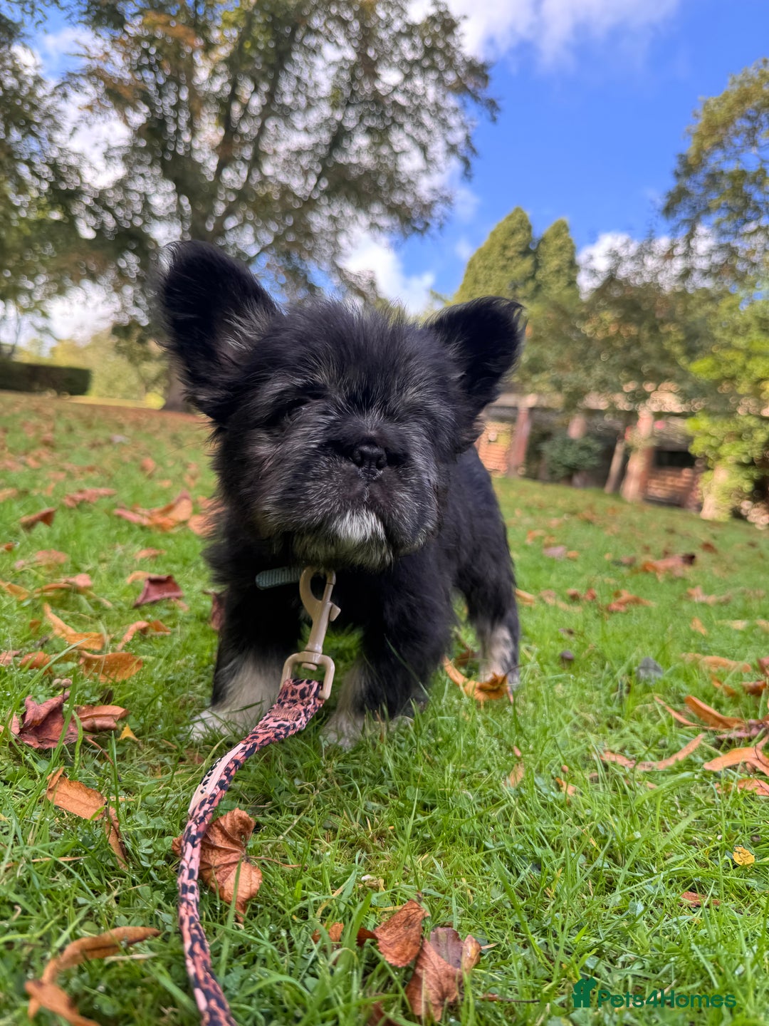 French Bulldog dogs for sale: FLUFFY FRENCHIE 🧸 YORKSHIRE'S RAREST LONG-HAIRED - Image 3