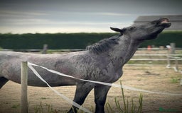 Other Breed horses for sale: Sad sale of well loved pony! - Image 4