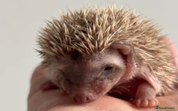 Pygmy Hedgehog rodents for sale: Ethically Bred African Pygmy Hedgehog 2 girls  - Advert 3