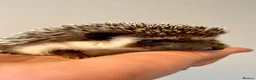 Pygmy Hedgehog rodents for sale: Adorable African Pygmy Hedgehog Babies Male Female - Advert 4