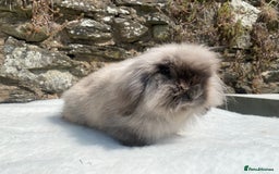 Mini Lop rabbits for sale: 3 pretty does needing new homes - Advert 20
