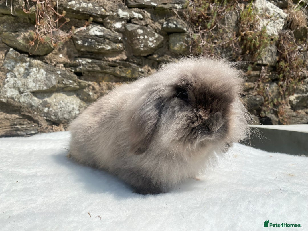 Mini Lop rabbits for sale: 3 pretty does needing new homes - Advert 20