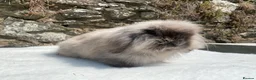 Mini Lop rabbits for sale: A pretty does needing a new home - Advert 20