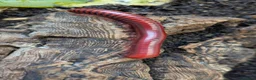 Millipedes invertebrates for sale: Red Fire Millipedes  - Advert 2