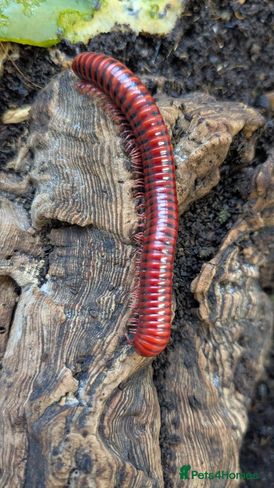 Millipedes invertebrates for sale: Red Fire Millipedes  - Advert 2