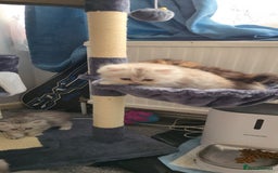 Persian cats for sale: Persian Kittens for Sale – Fluffy Bundles of Joy - Image 18
