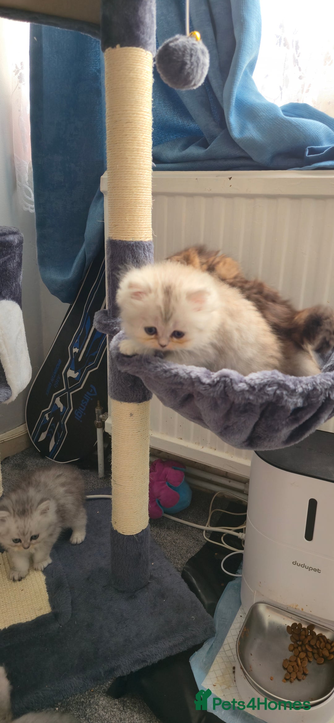 Persian cats for sale: Persian Kittens for Sale – Fluffy Bundles of Joy - Image 18