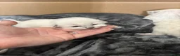 Ragdoll cats for sale: Blue point ragdoll kittens  - Advert 16