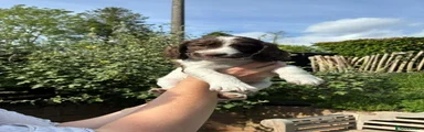 Sprocker Puppy - Walter