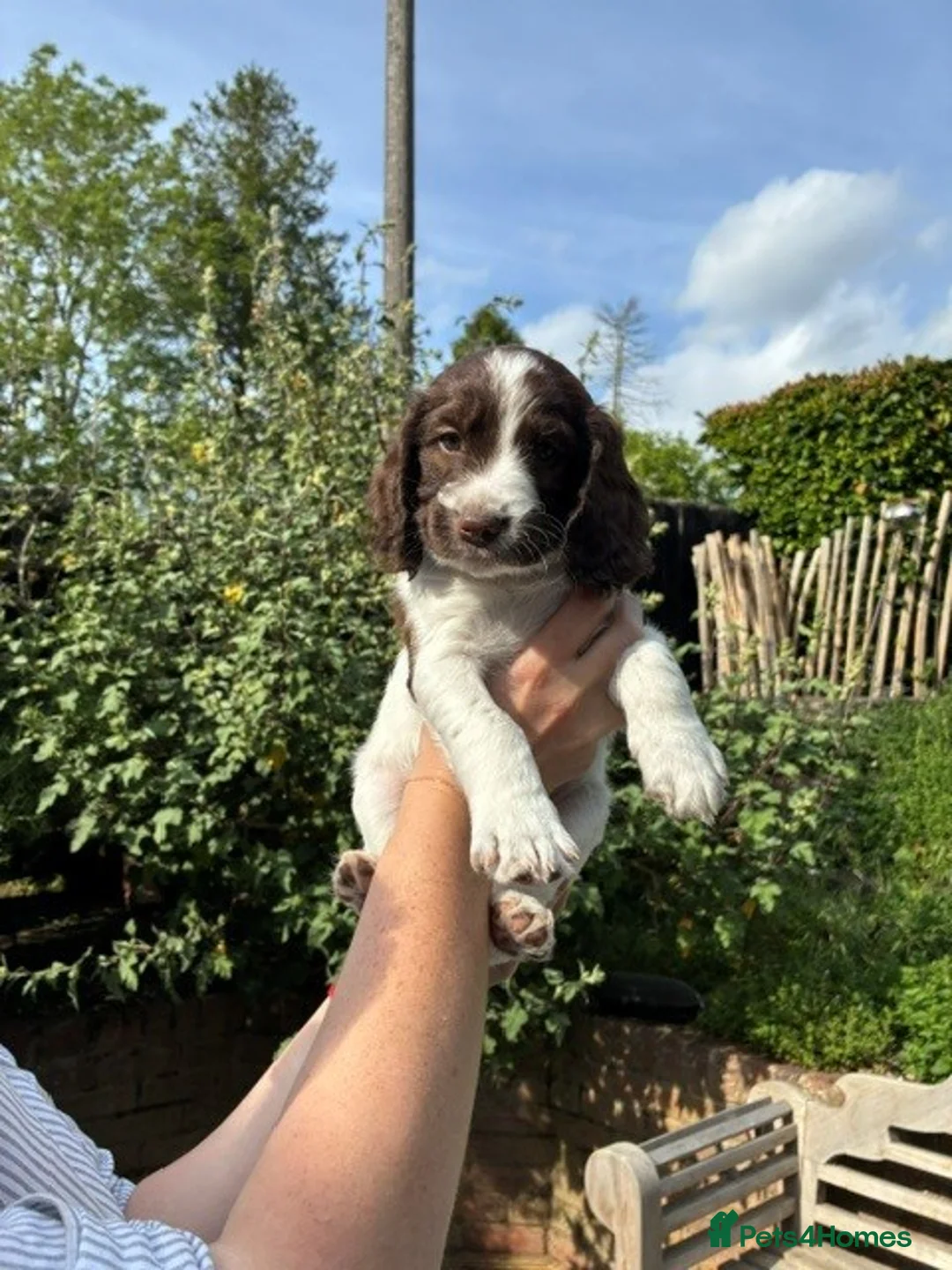 Sprocker dogs for sale: Two Sprocker Spaniel Dog Puppies For Sale in Newmarket - Advert 20