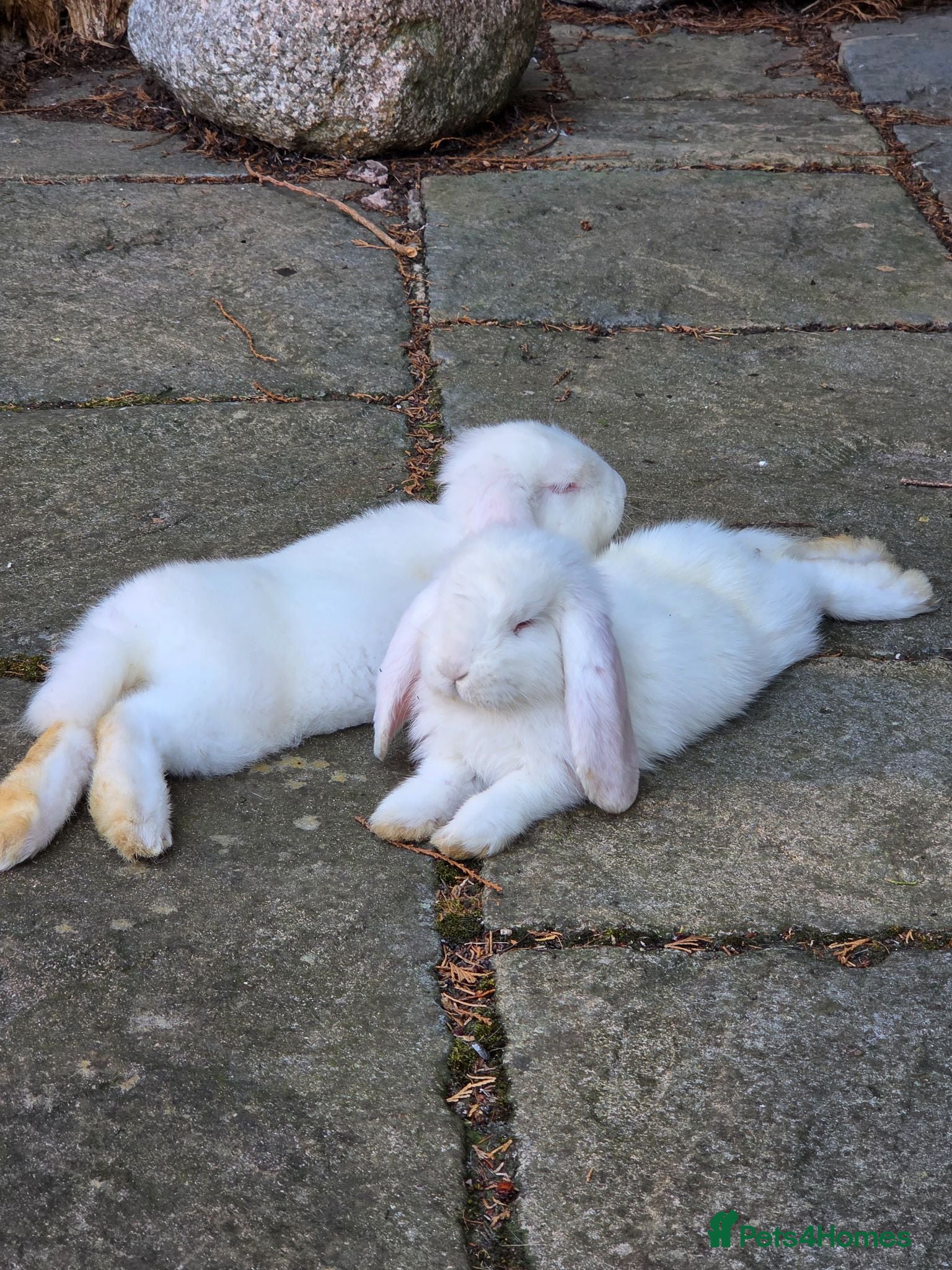 French Lop rabbits Ready now.  Baby French Lops.  2 Bucks - Advert 1