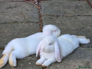French Lop rabbits Ready now. Baby French Lops. 2 Bucks - Advert 1
