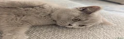 British Shorthair cats for sale: Chunky Teddy Bear ✨ Pure British Shorthair Kittens - Advert 7