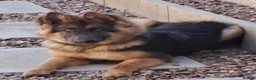 German Shepherd dogs for sale: Beautiful blue&tan pup - Advert 3