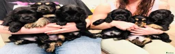 Cocker Spaniel dogs for sale: Pure Bred English Cocker Spaniel  - Advert 7