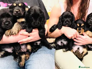 Cocker Spaniel dogs Pure Bred English Cocker Spaniel - Advert 9