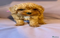 Cavapoo dogs for sale: Top quality F1b toy cavapoos  - Advert 3