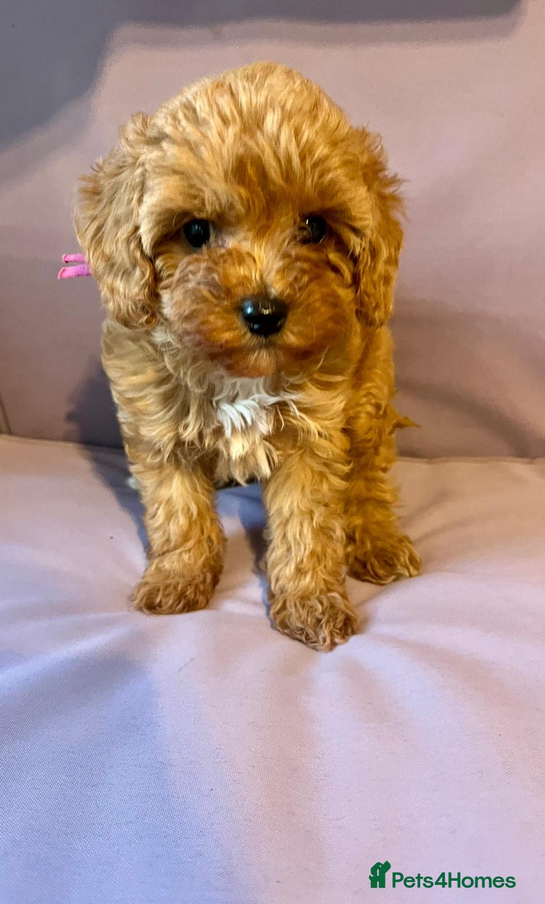 Cavapoo dogs for sale: Top quality F1b toy cavapoos  - Advert 3