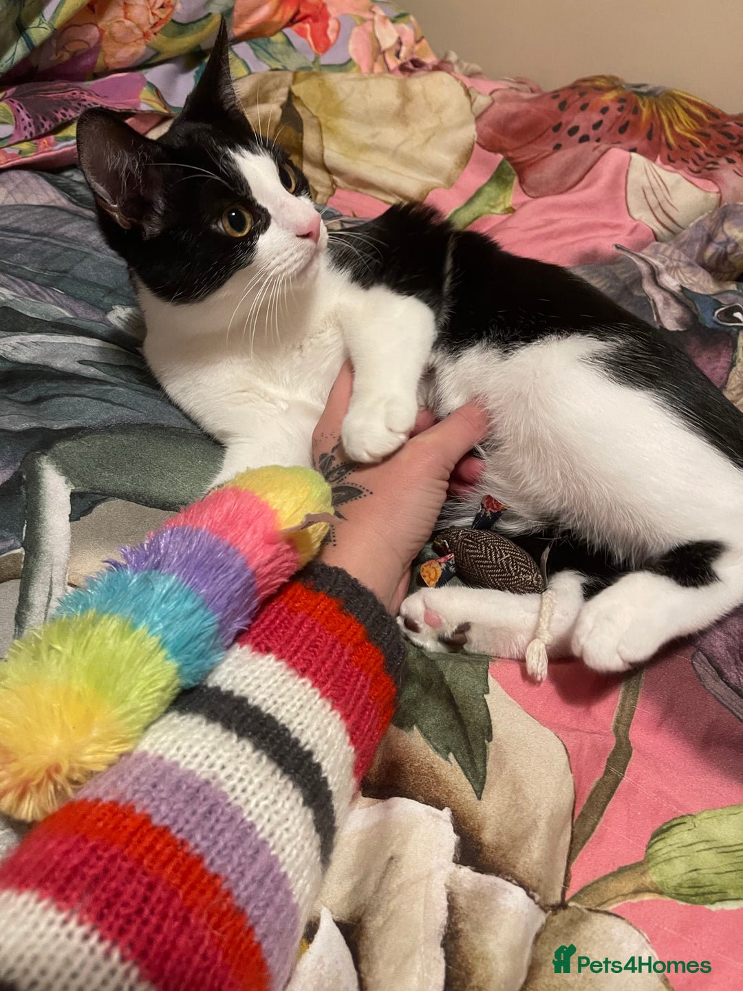 Mixed Breed cats for sale: Male kitten - Advert 8