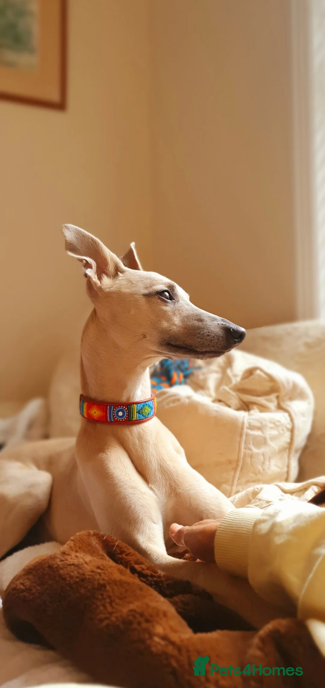 Whippet dogs for stud: Whippet for stud (KC reg; pedigree) Dorset. 20" in Sherborne - Advert 17