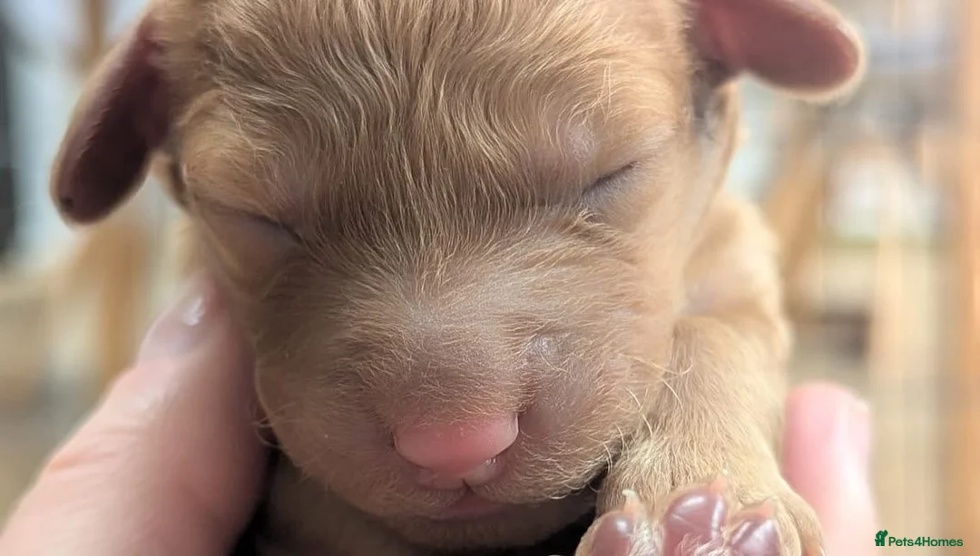 Miniature Poodle dogs for stud: Red KC registered miniature poodle - Health tested in Livingston - Advert 18