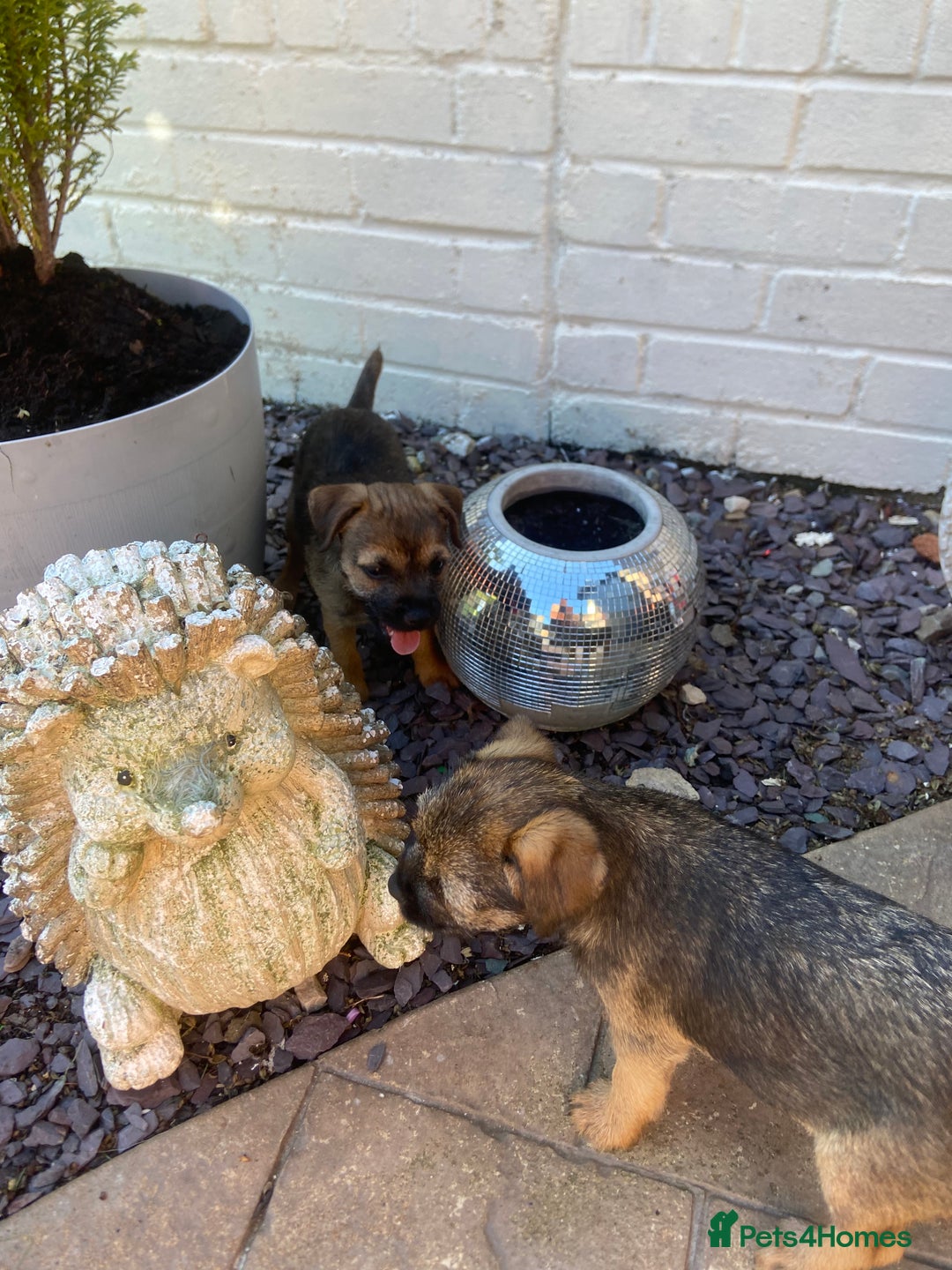 Border Terrier dogs for sale: Border terrier puppies  - Image 9