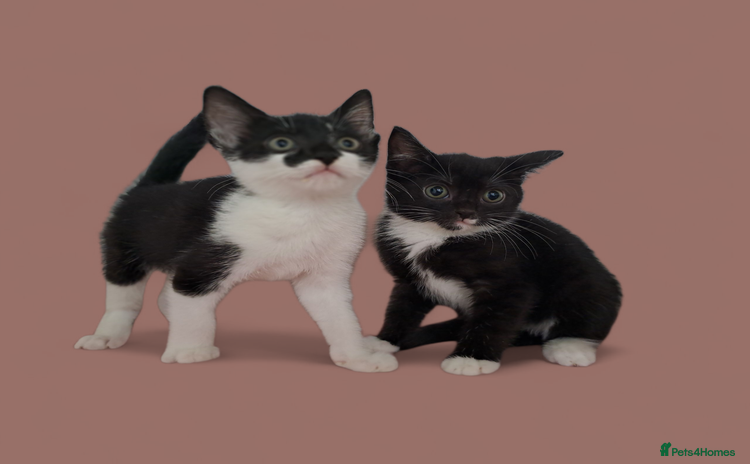 Domestic Shorthair cats - Advert 1
