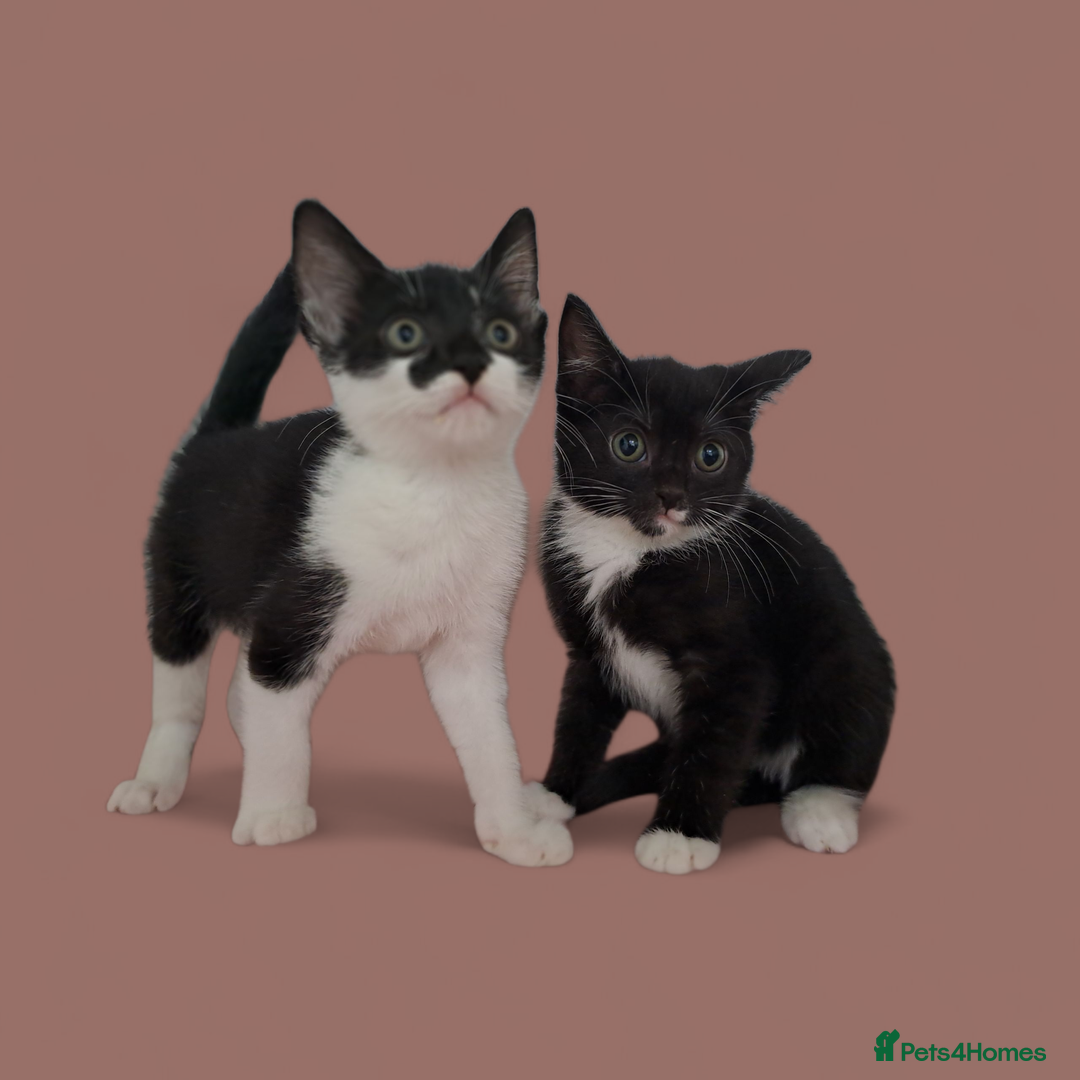 Domestic Shorthair cats for sale: 2 female kittens for sale - Image 1