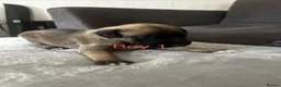 Mixed Breed dogs for sale: 6 stunning whippet x Belgian Malinois  - Advert 3