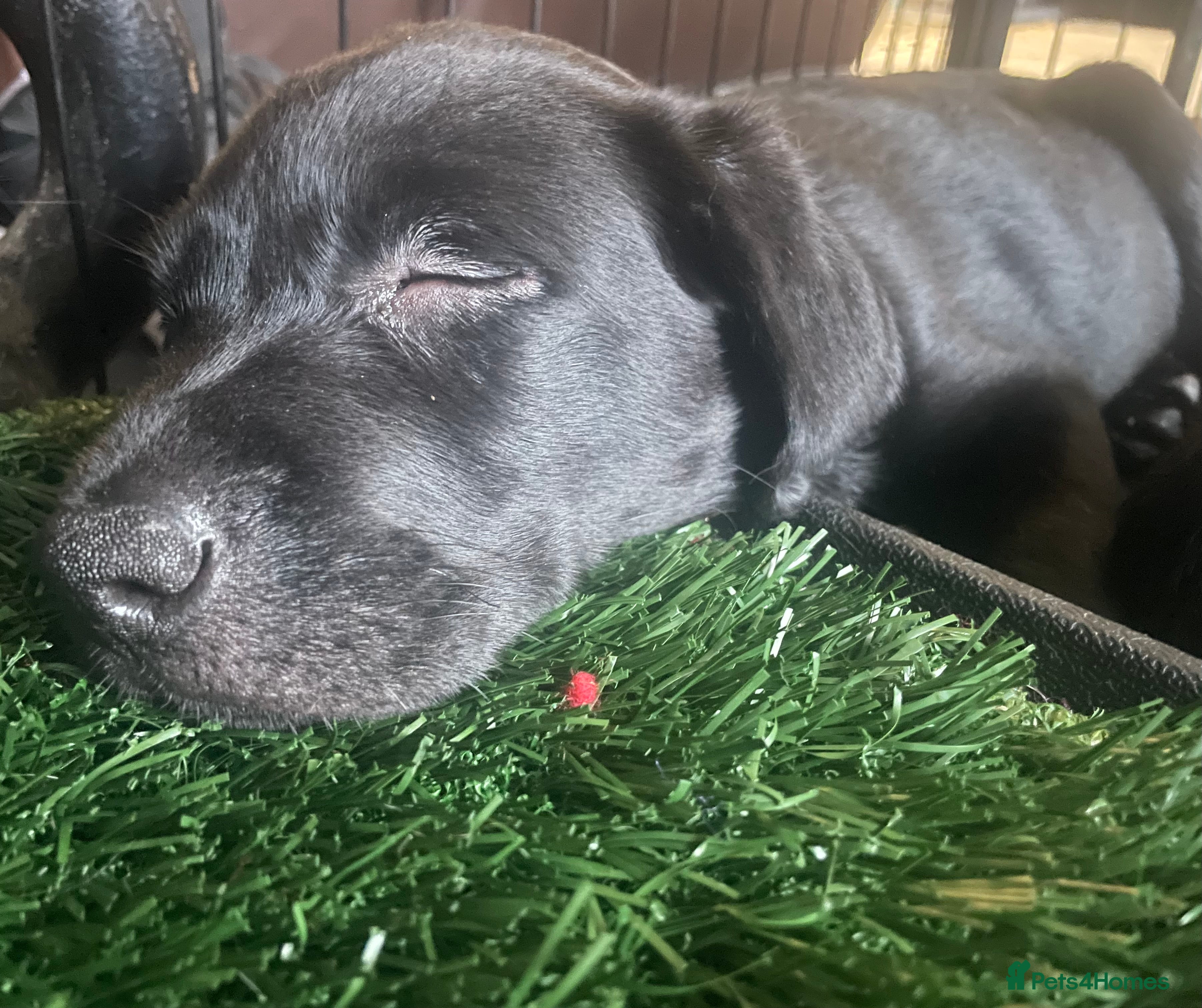 Labrador Retriever dogs Black and Fox Red KC Health Tested Puppies - Advert 3