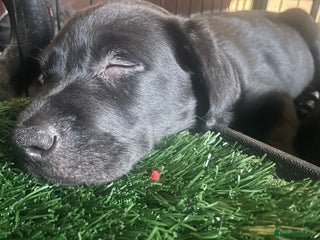 Labrador Retriever dogs Black and Fox Red KC Health Tested Puppies - Advert 3