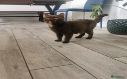 British Shorthair cats for sale: Active gccf queen British Shorthair  - Image 1