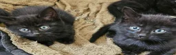 Maine Coon cats for sale: Beautiful black fluffy kittens - Advert 9