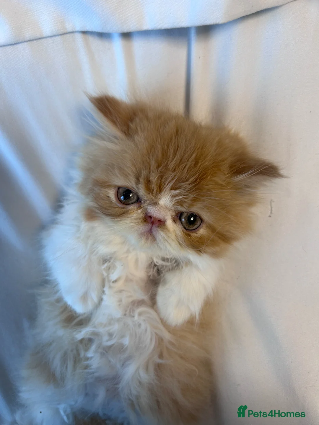 Persian cats for sale: Beautiful Persian kittens - Advert 2