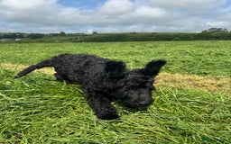 Goldendoodle dogs for sale: Stunning F1b golden doodle puppies ready to go.  in Llandeilo - Image 11