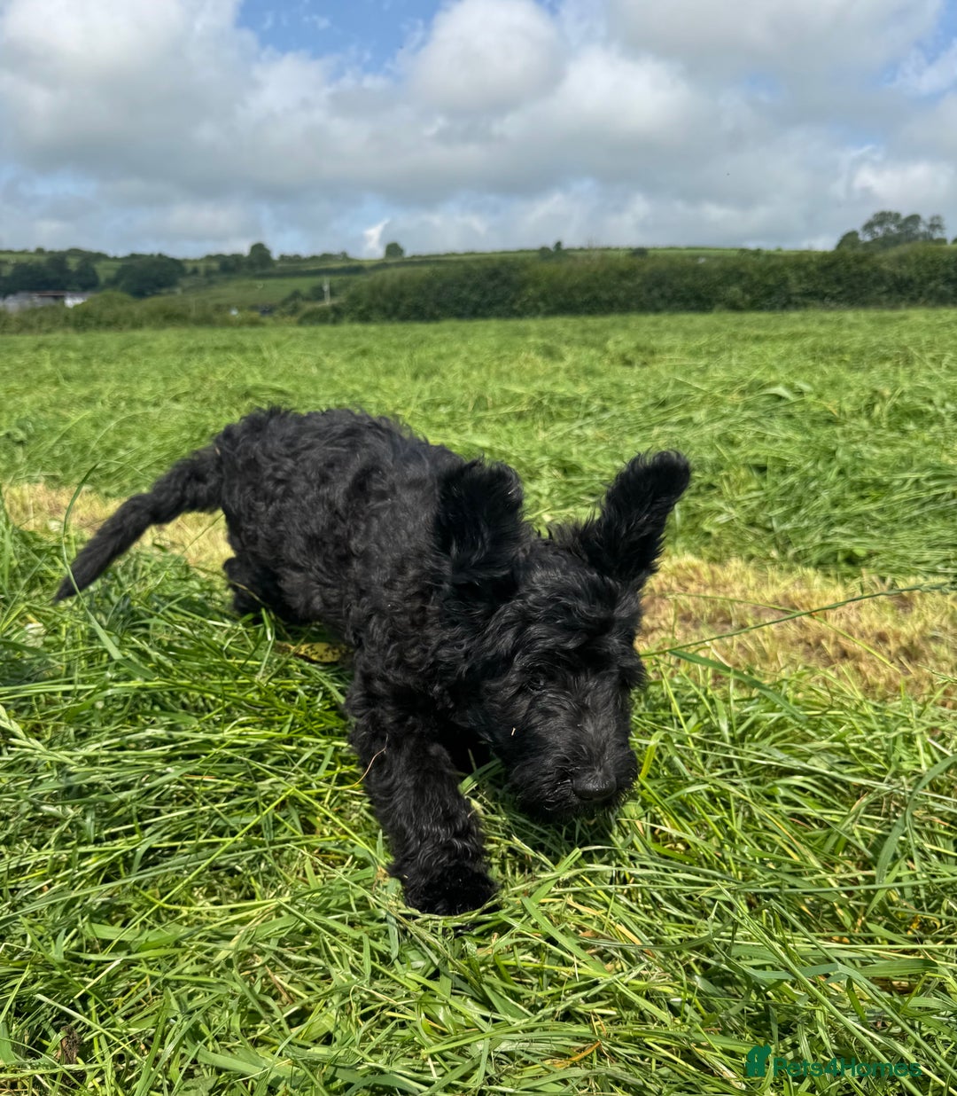 Goldendoodle dogs for sale: Stunning F1b golden doodle puppies ready to go.  in Llandeilo - Image 11