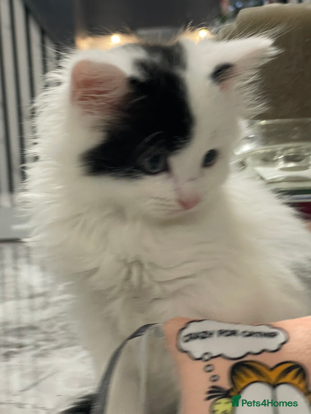 Mixed Breed cats for sale: Kittens available 8 weeks old  - Advert 8