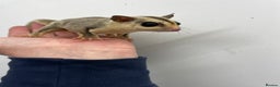 Sugar Glider rodents for sale: Baby sugar gliders - Advert 2