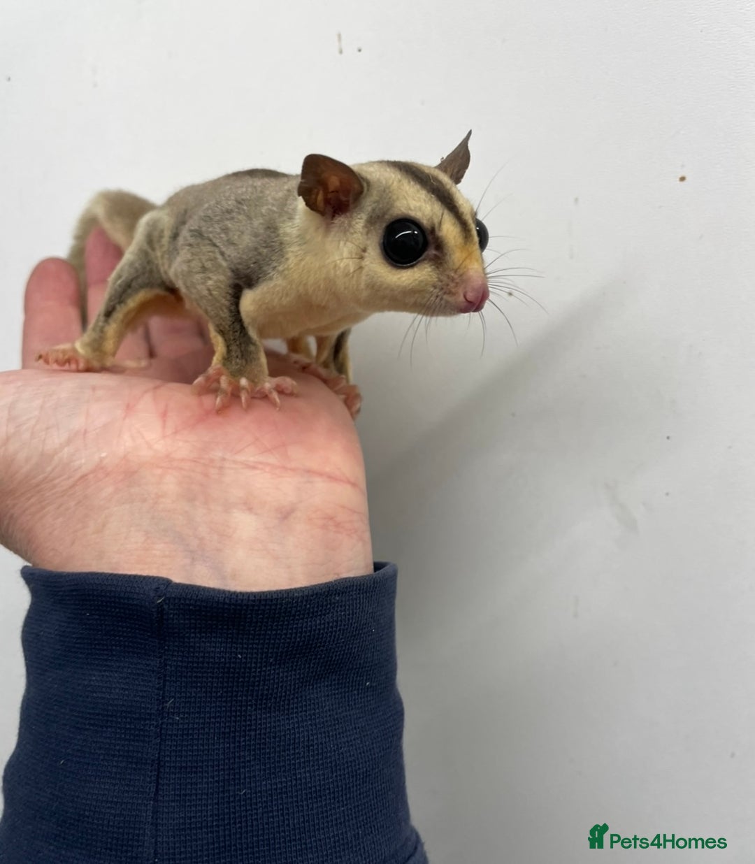 Sugar Glider rodents for sale: Baby sugar gliders - Advert 2