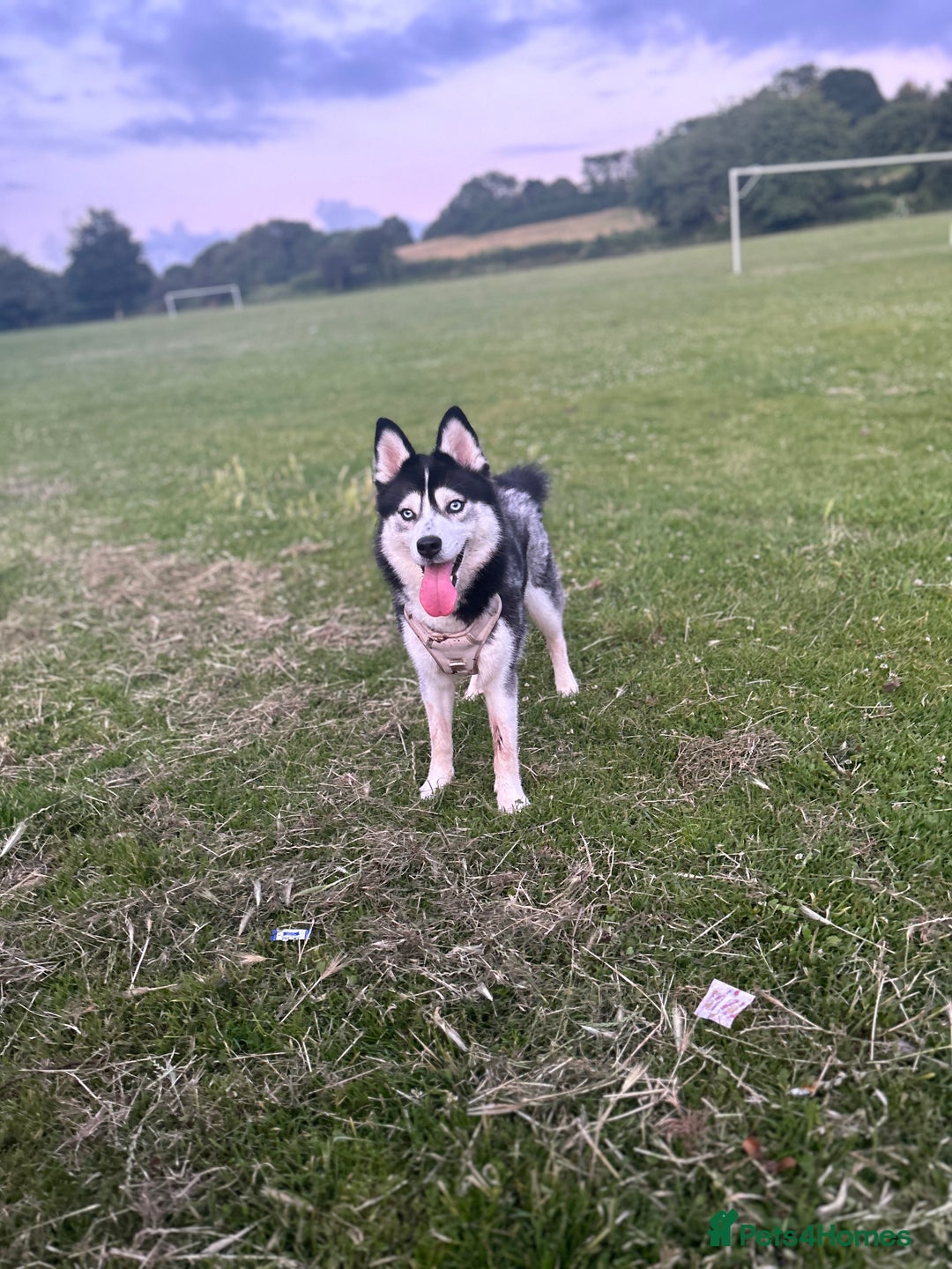 Pomsky dogs for sale: Beautiful pomsky - Image 3