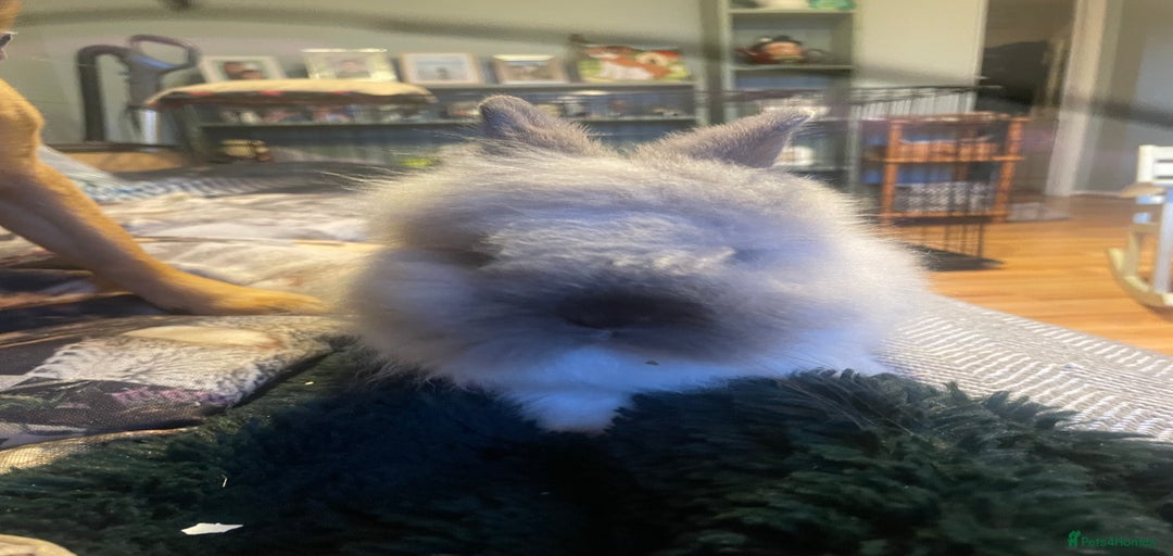 Gallery Image {{count}}