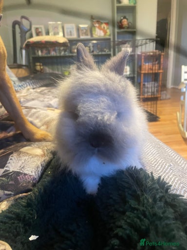 Gallery Image {{count}}