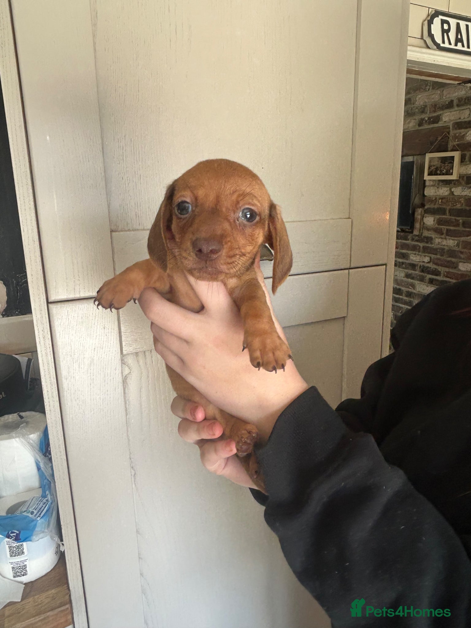Miniature Dachshund dogs for sale: KC miniature dachshunds - Advert 11