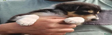 Border Collie 5