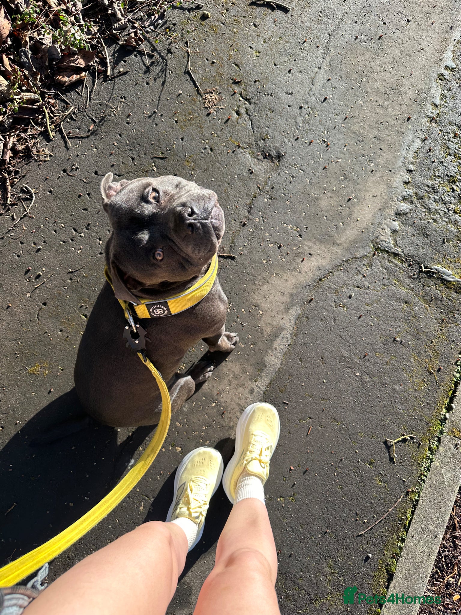 Staffordshire Bull Terrier dogs for stud: Blue Staffordshire Bull Terrier for Stud in Dundee - Advert 20